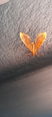 Anarmodia
