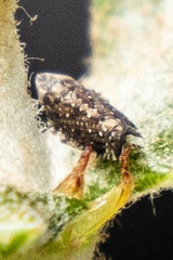 Scaphytopius loricatus