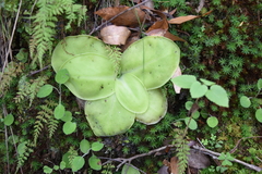 Pinguicula macrophylla