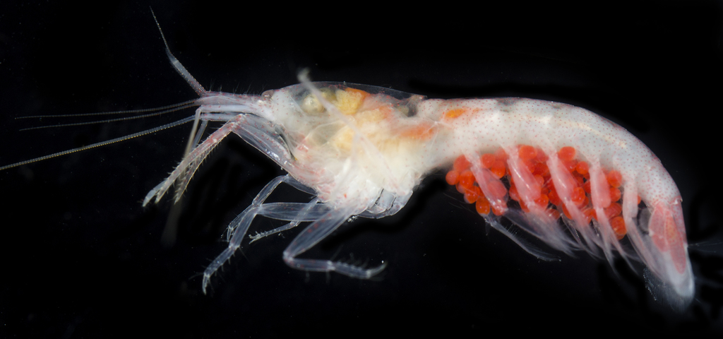 Coronalpheus