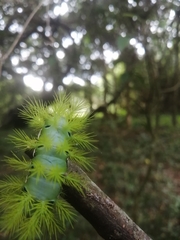 Automeris coresus