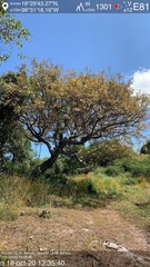 Bursera morelensis