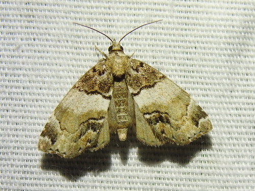 Distinguished Cypress Owlet Moth photo 5
