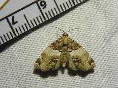 Cutina distincta
