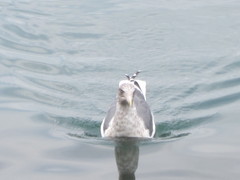 Larus argentatus