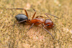 Camponotus discolor