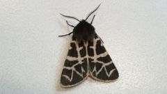 Apantesis nevadensis