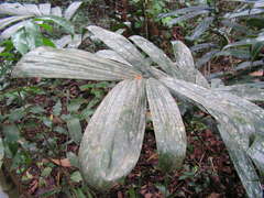 Bactris acanthocarpa