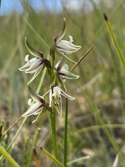 Prasophyllum striatum