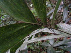 Bactris acanthocarpa