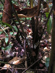 Bactris acanthocarpa