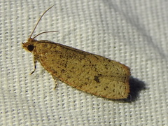 Phaecasiophora inspersa