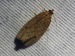 Phaecasiophora inspersa