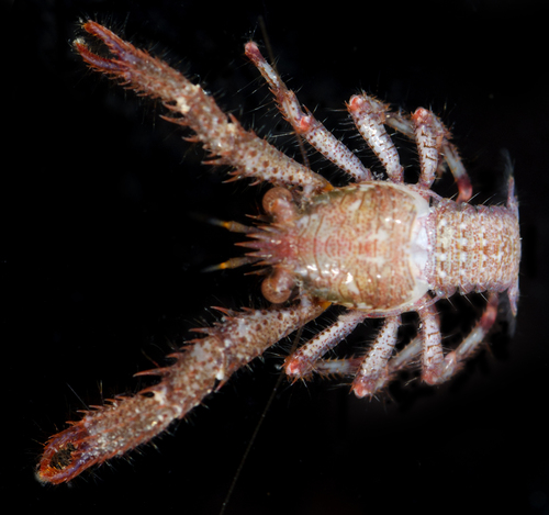 Galathea spinosorostris observed 2017-05-27