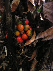 Bactris acanthocarpa