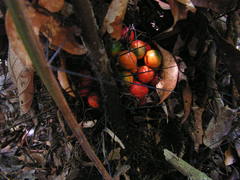 Bactris acanthocarpa