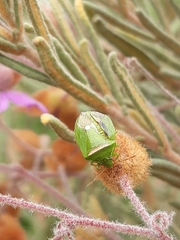 Ocirrhoe unimaculata