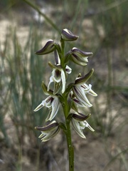 Prasophyllum striatum