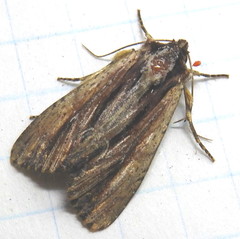 Apamea verbascoides