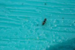 Brachymyrmex patagonicus