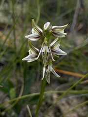 Prasophyllum striatum