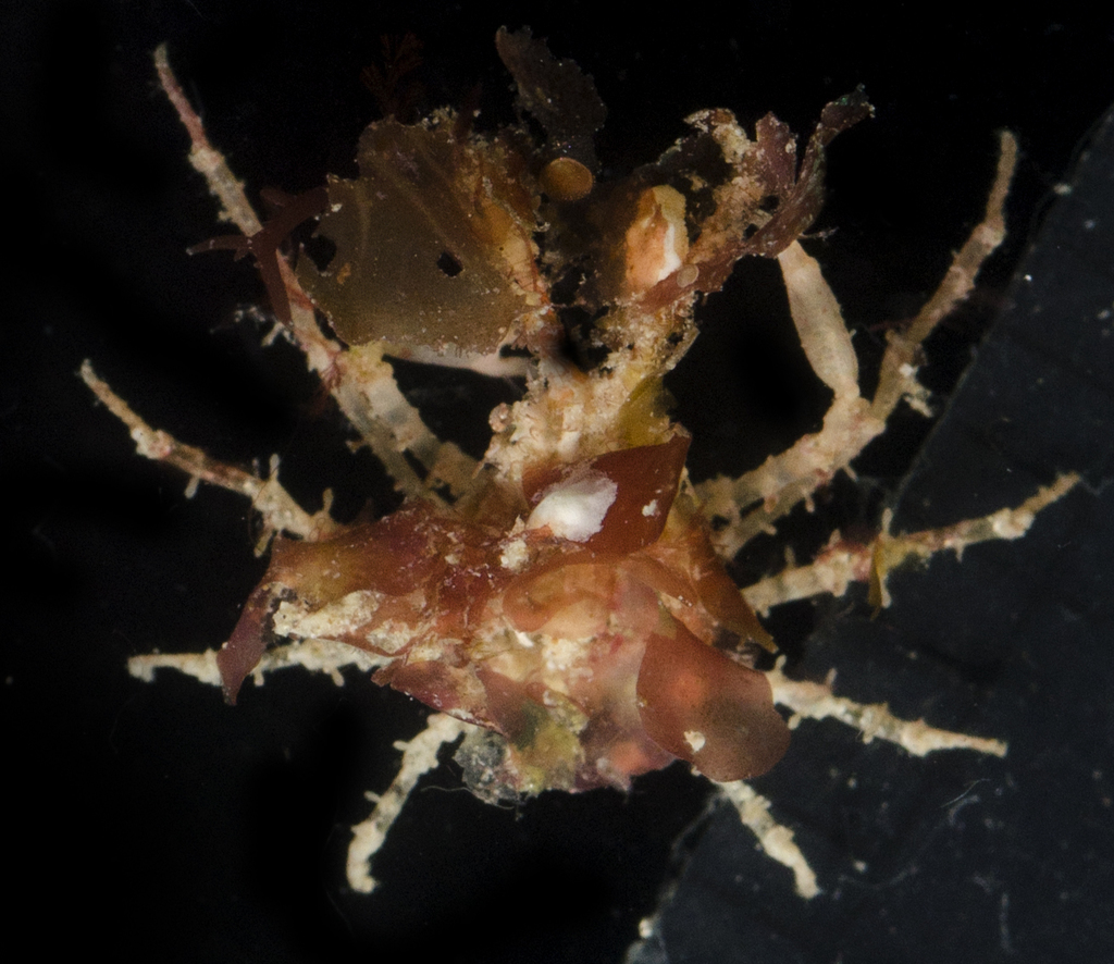 Longhorned Spider Crab