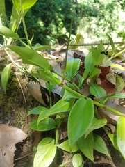 Peperomia macrostachyos
