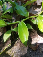 Peperomia macrostachyos