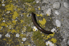 Acanthoiulus fuscipes