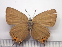 Satyrium mera