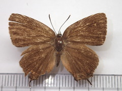 Satyrium mera
