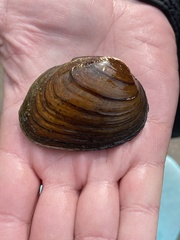 Pleurobema oviforme