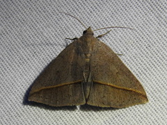 Argyrostrotis flavistriaria
