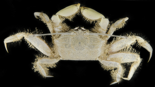 Macrophthalmus telescopicus