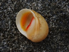 Nerita erythrostoma
