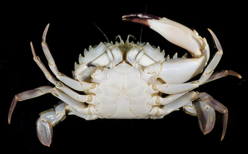 Charybdis hellerii, 2017-05-29