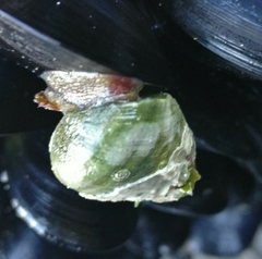 Micrelenchus purpureus