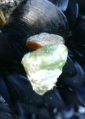 Micrelenchus purpureus