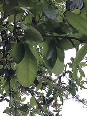 Magnoliopsida