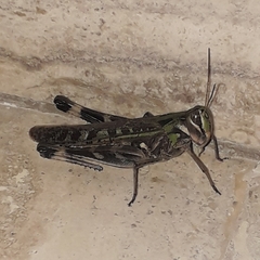 Rhammatocerus pictus