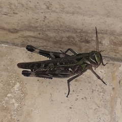 Rhammatocerus pictus