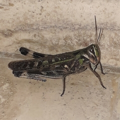 Rhammatocerus pictus