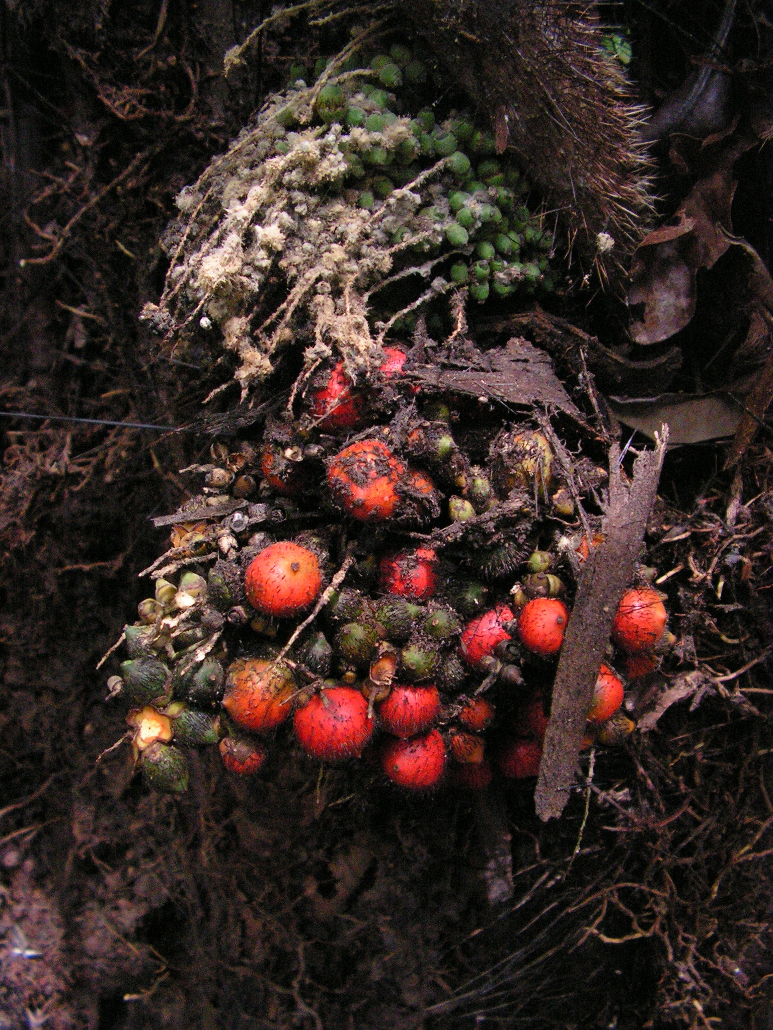 Bactris acanthocarpa