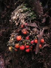 Bactris acanthocarpa