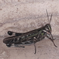 Rhammatocerus pictus