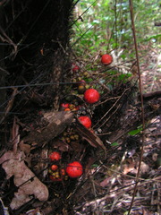 Bactris acanthocarpa