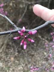 Cercis canadensis