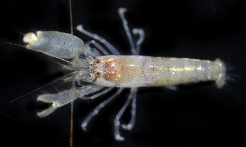 Metalpheus
