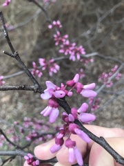 Cercis canadensis