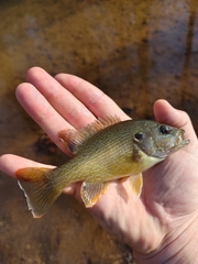 Lepomis cyanellus